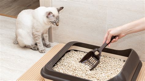 are cat litter boxes used in china